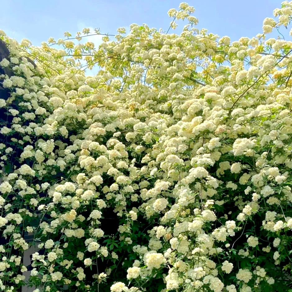 Lady Banks' Rose (Rosa banksiae)
