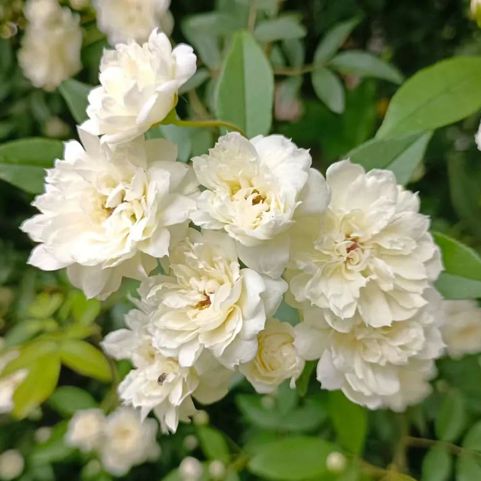 Lady Banks' Rose (Rosa banksiae)