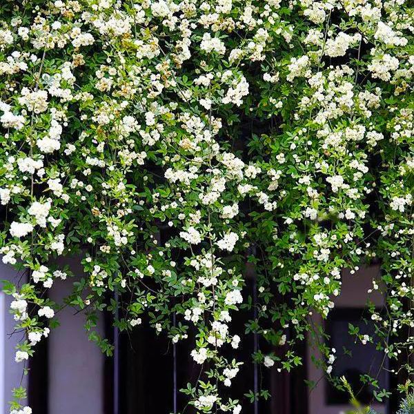 Lady Banks' Rose (Rosa banksiae)