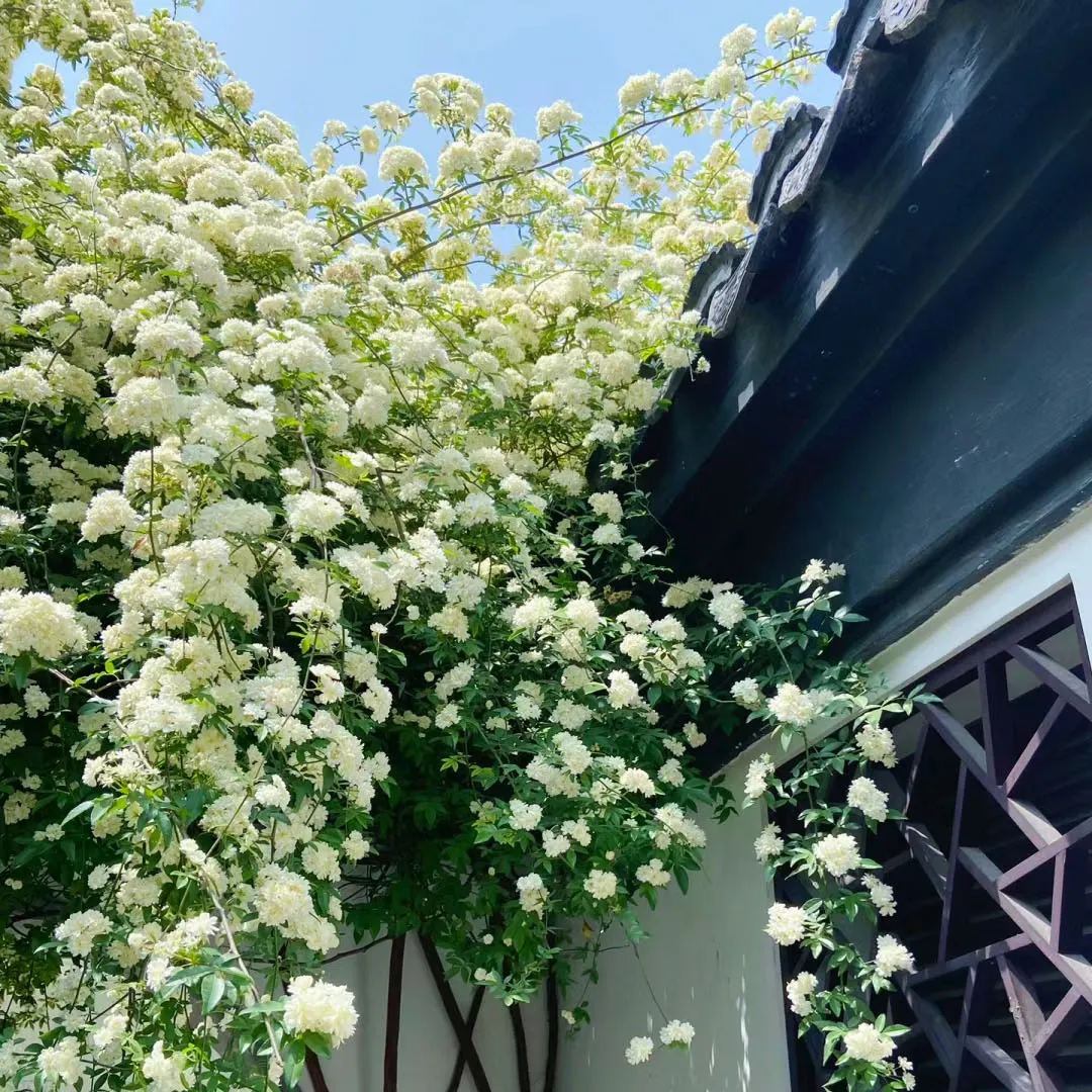 Lady Banks' Rose (Rosa banksiae)