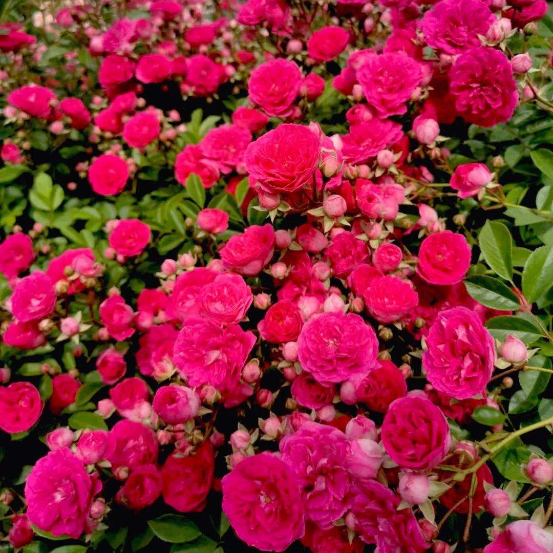 Lady Banks' Rose (Rosa banksiae)