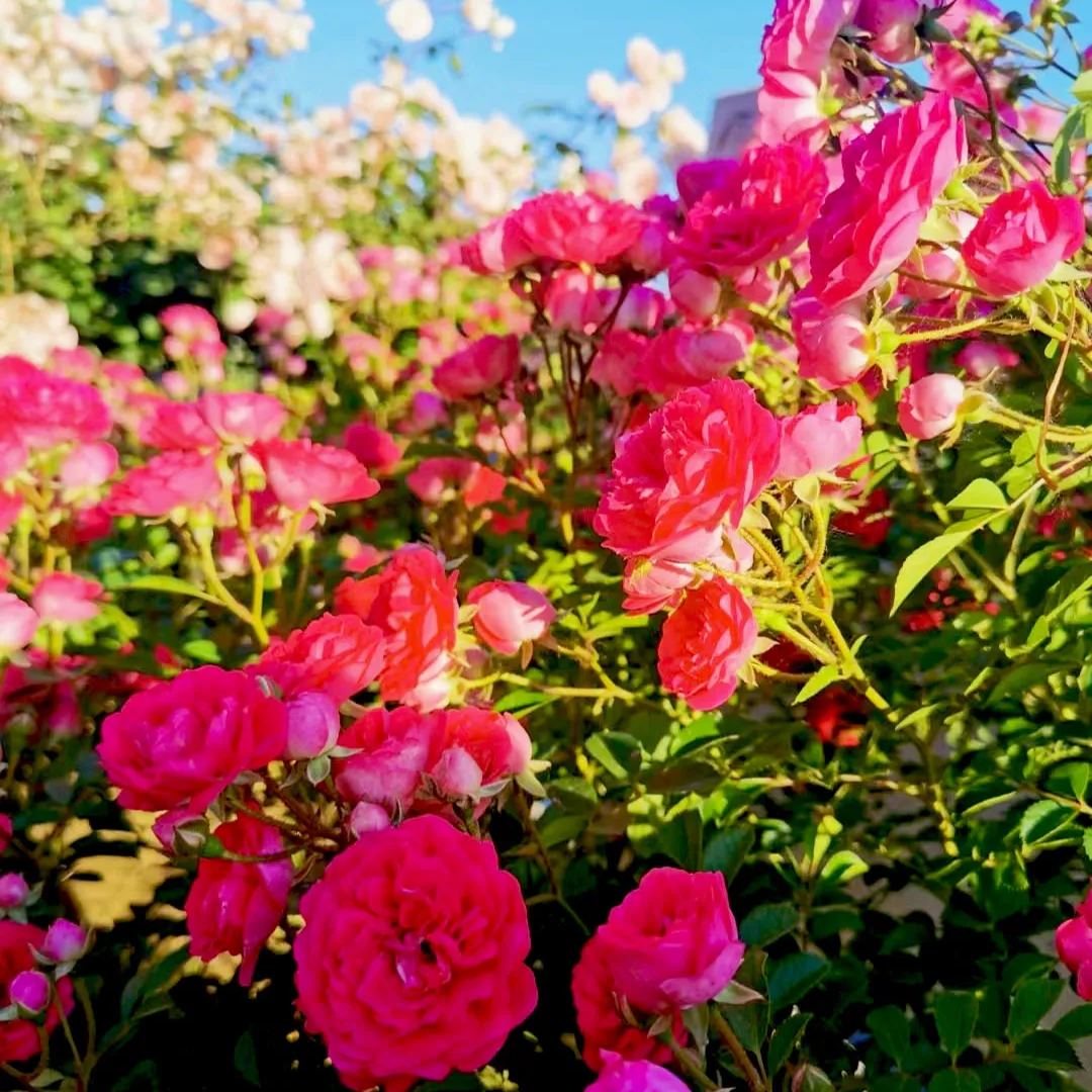 Lady Banks' Rose (Rosa banksiae)