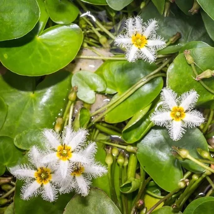 Water Snowflake Flowers Plant Seeds