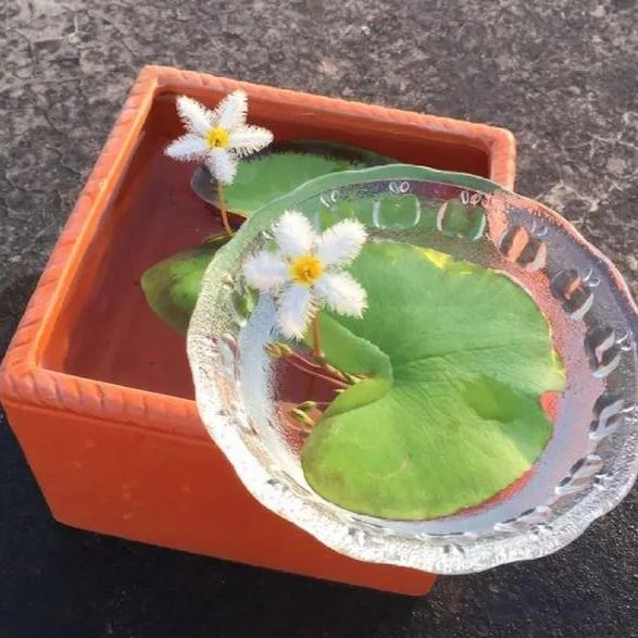 Water Snowflake Flowers Plant Seeds