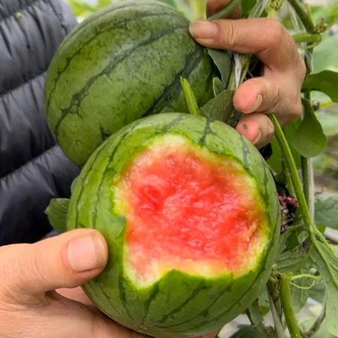 Mini Apple Watermelon Seeds