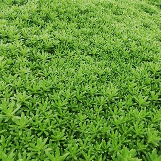🌿Golden Carpet Linear Stonecrop Seed--King of Lawn
