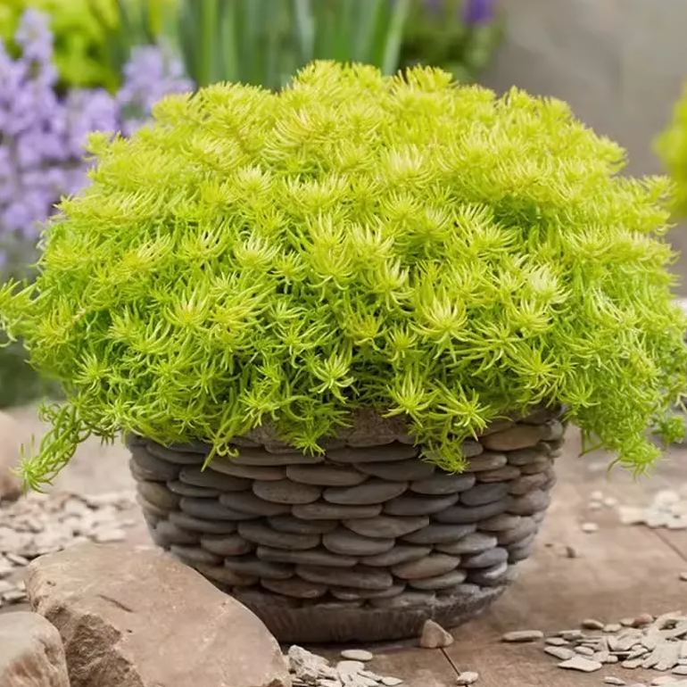 🌿Golden Carpet Linear Stonecrop Seed--King of Lawn
