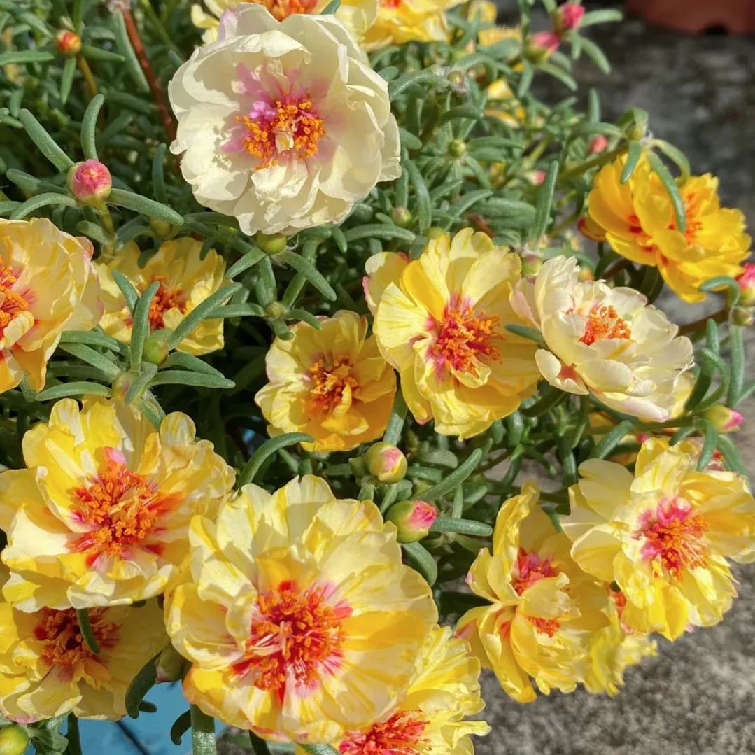 10000 Mixed Moss Rose Seeds