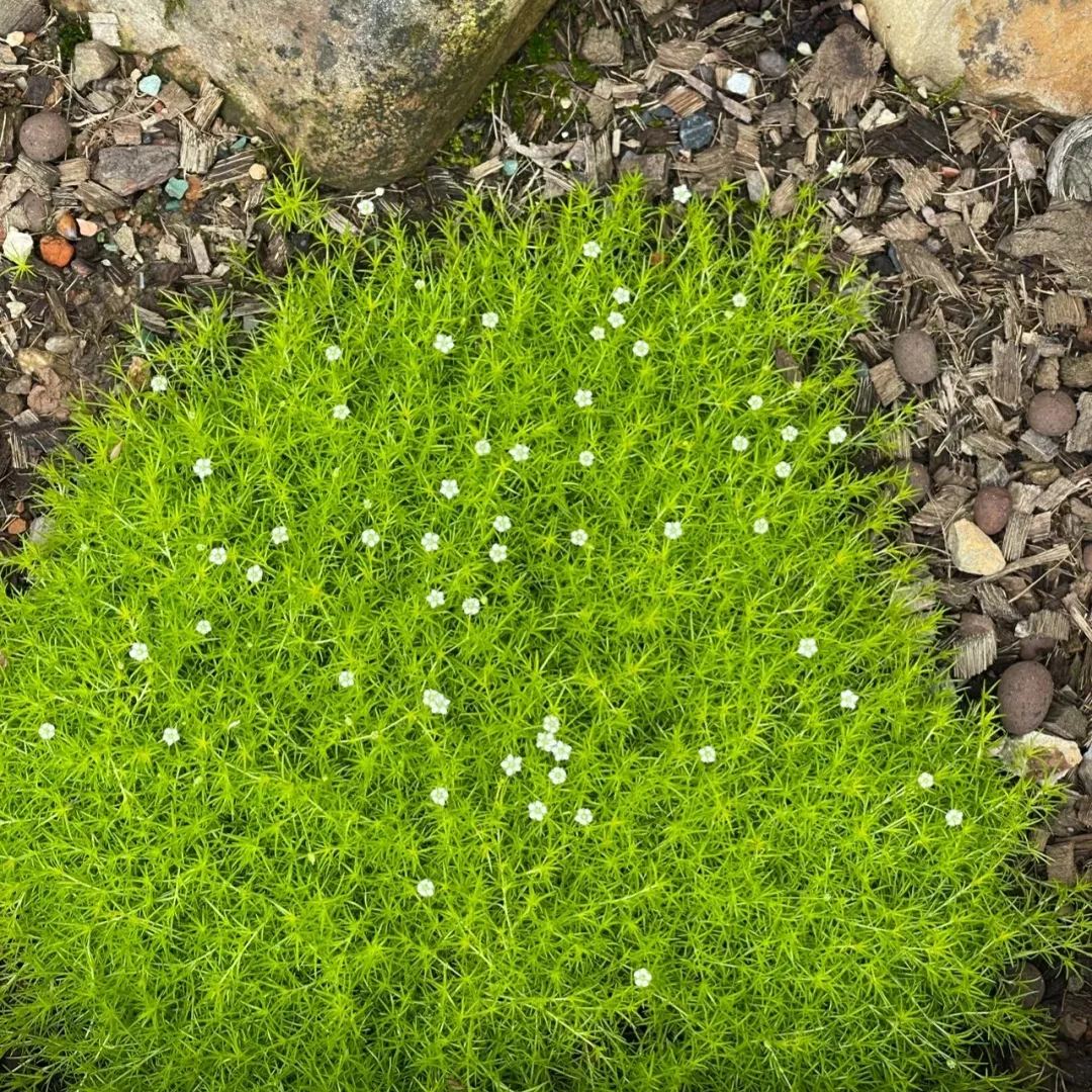 Irish Moss Seeds, Sagina Subulata, Pearlwort, Ground Cover