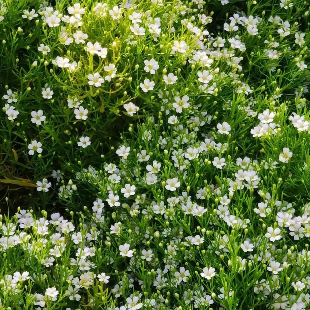 Irish Moss Seeds, Sagina Subulata, Pearlwort, Ground Cover