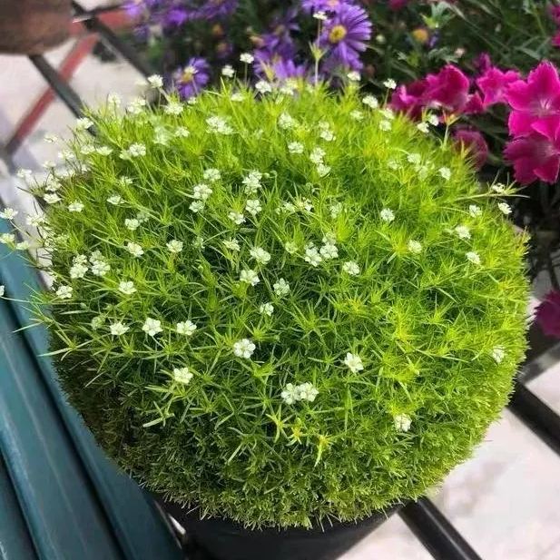 Irish Moss Seeds, Sagina Subulata, Pearlwort, Ground Cover