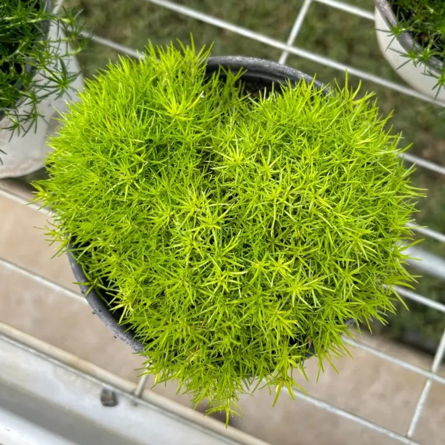 Seeds, Sagina Subulata, Pearlwort, Ground Cover