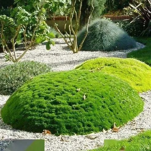 Seeds, Sagina Subulata, Pearlwort, Ground Cover