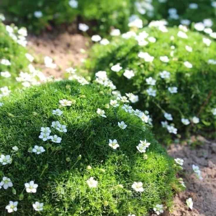 Seeds, Sagina Subulata, Pearlwort, Ground Cover