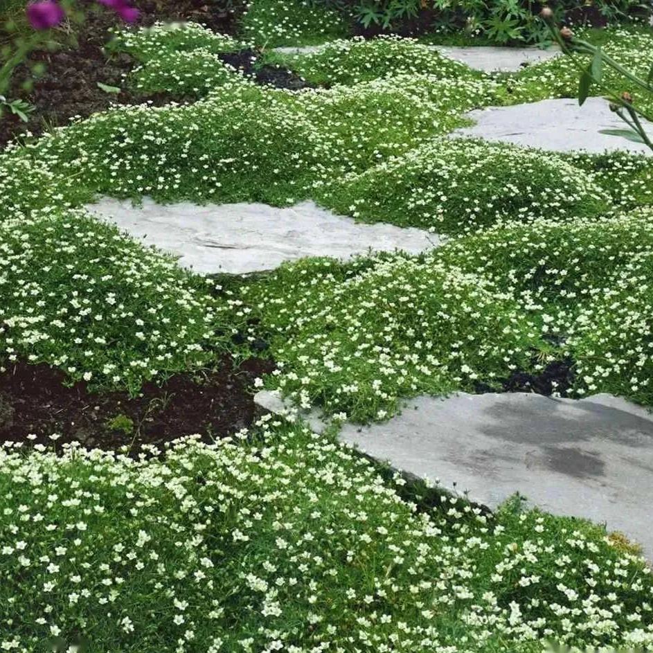 Seeds, Sagina Subulata, Pearlwort, Ground Cover