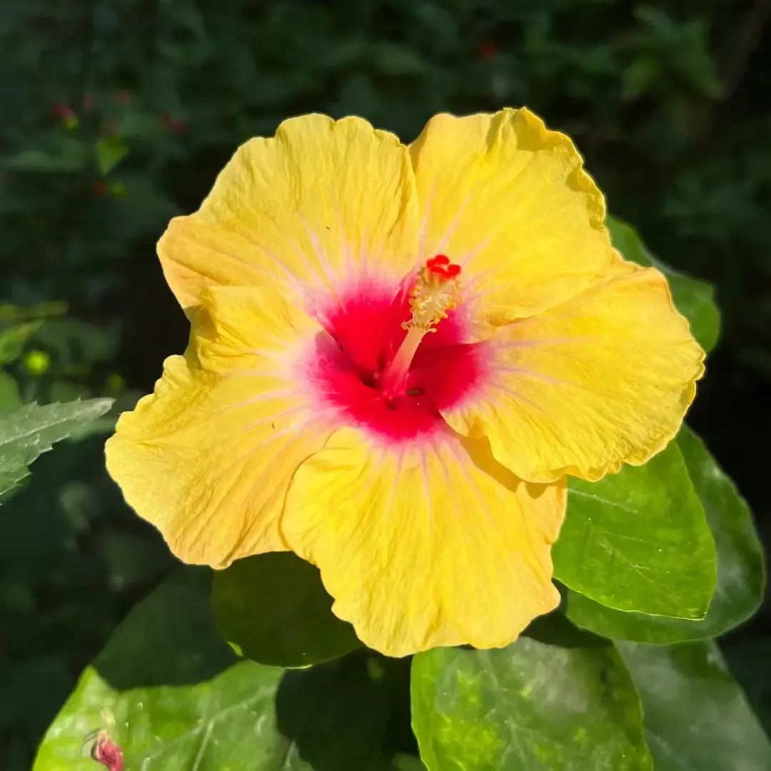 Hibiscus