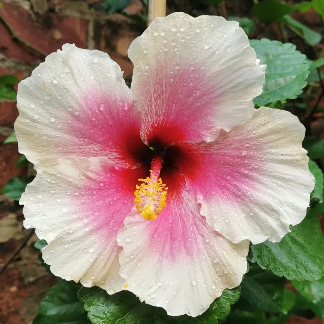 Hibiscus