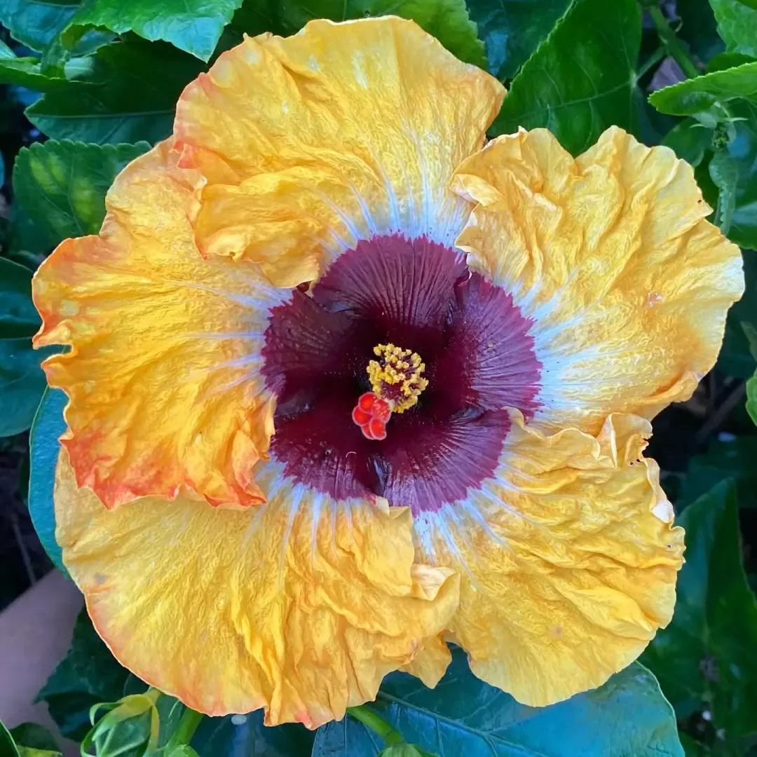 Hibiscus