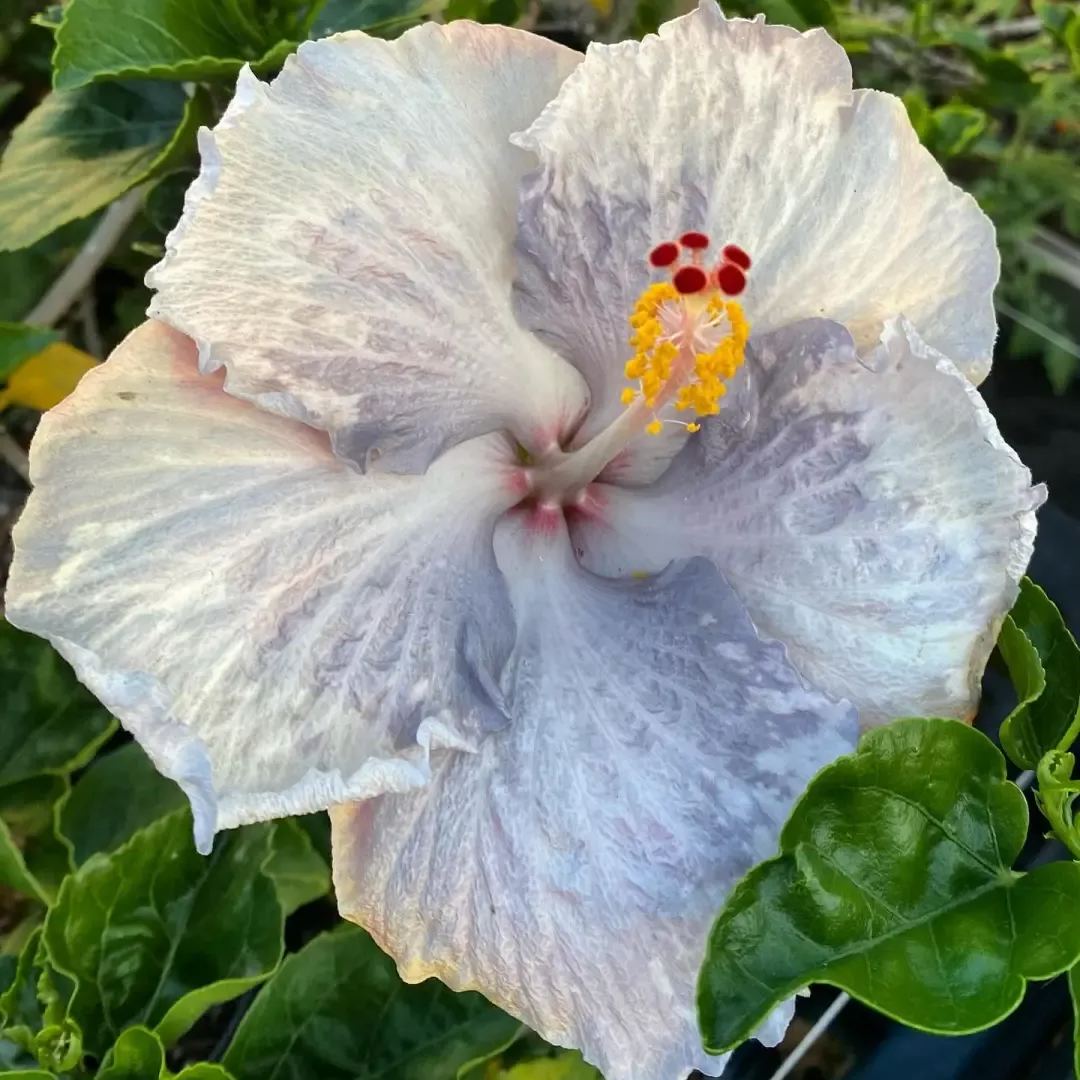 Hibiscus