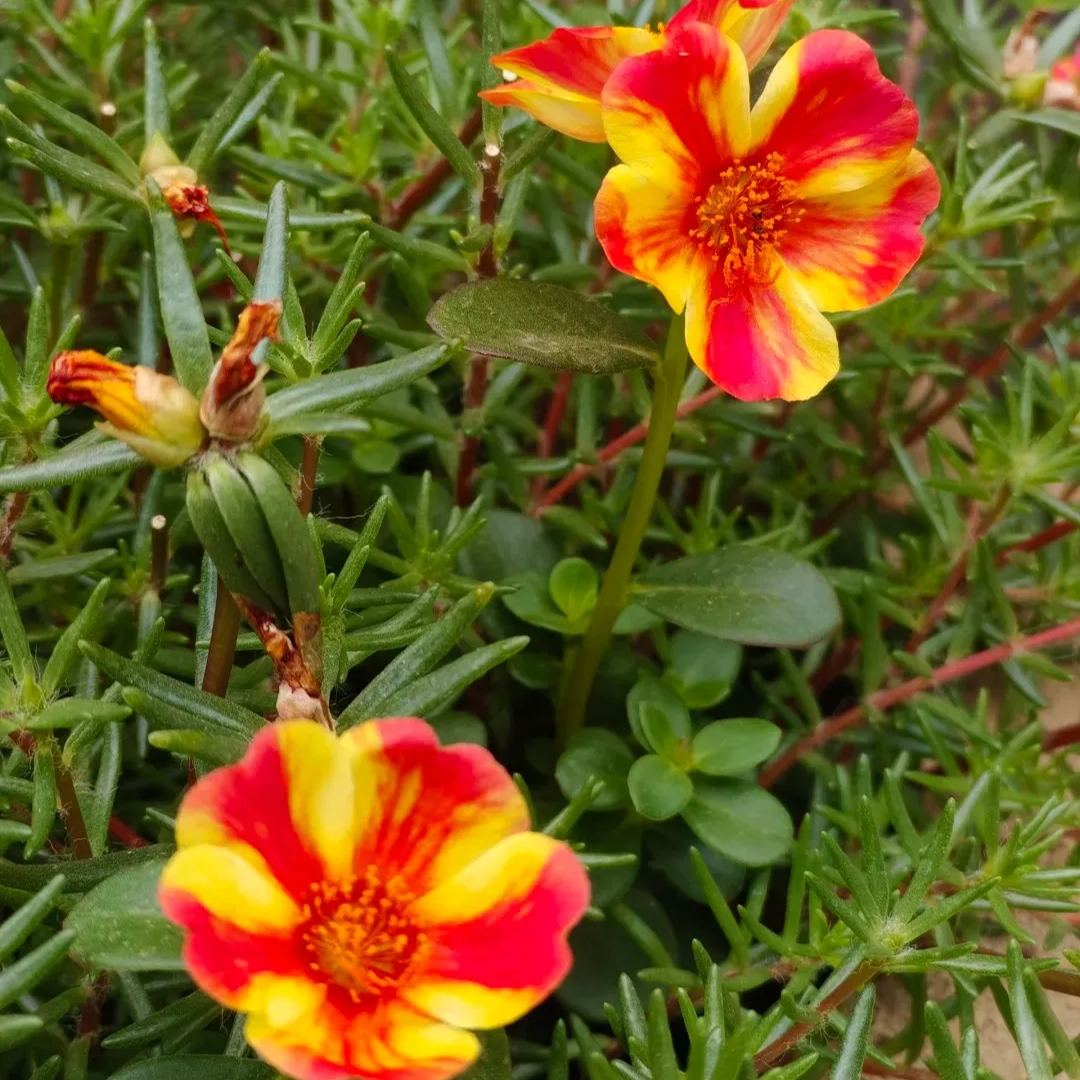 Single Moss Rose Seeds