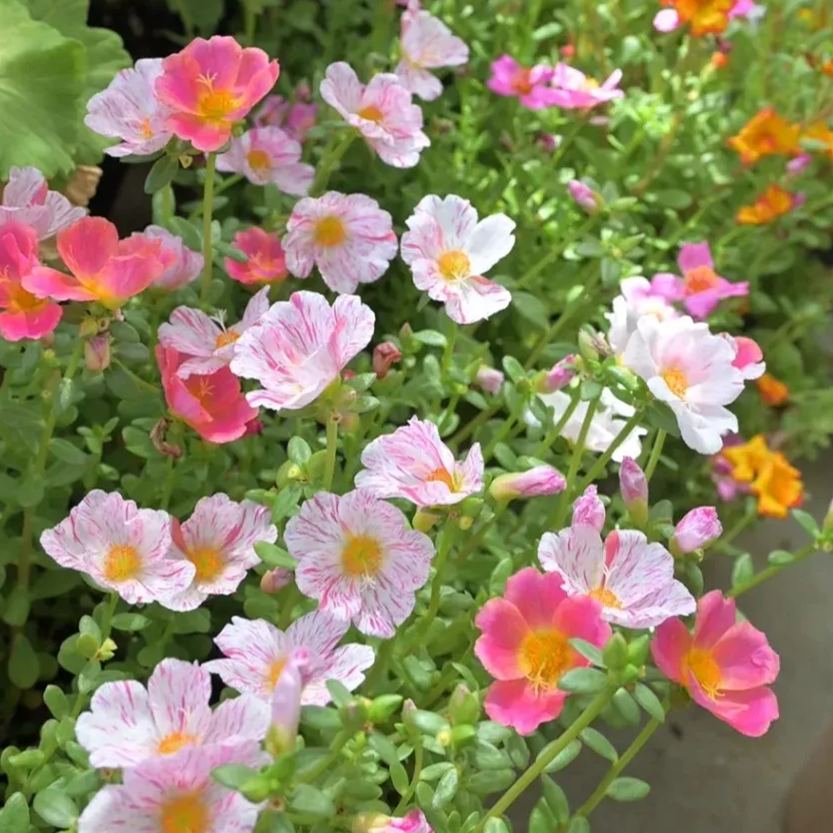 Single Moss Rose Seeds