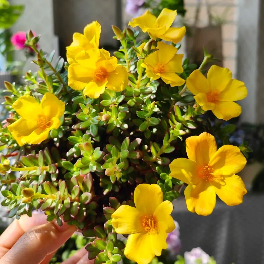 Single Moss Rose Seeds