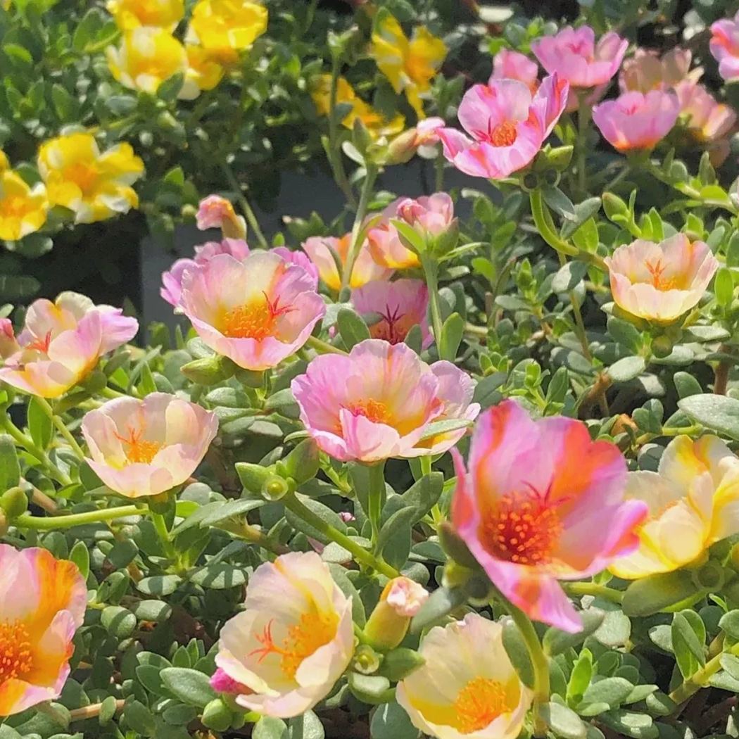 Single Moss Rose Seeds