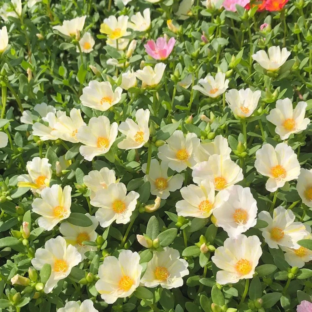 Single Moss Rose Seeds