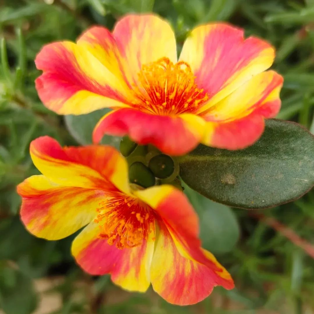 Single Moss Rose Seeds