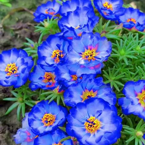 Single Moss Rose Seeds