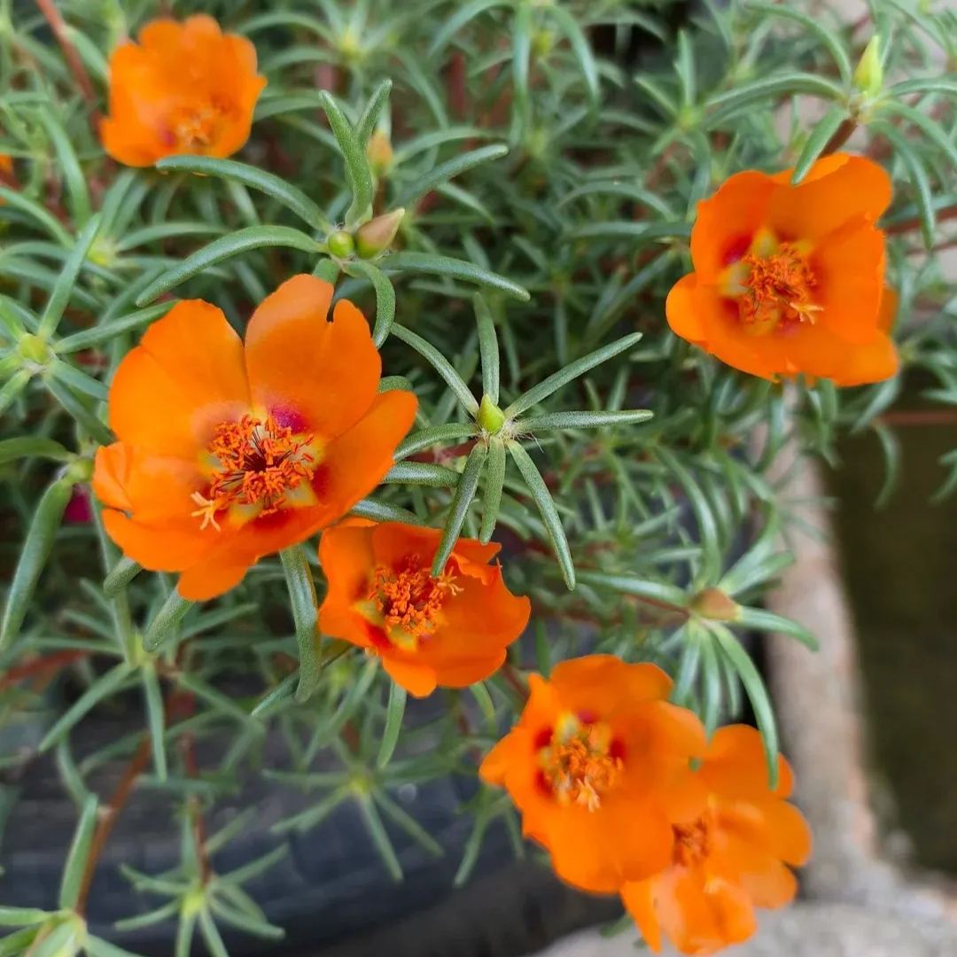 Single Moss Rose Seeds