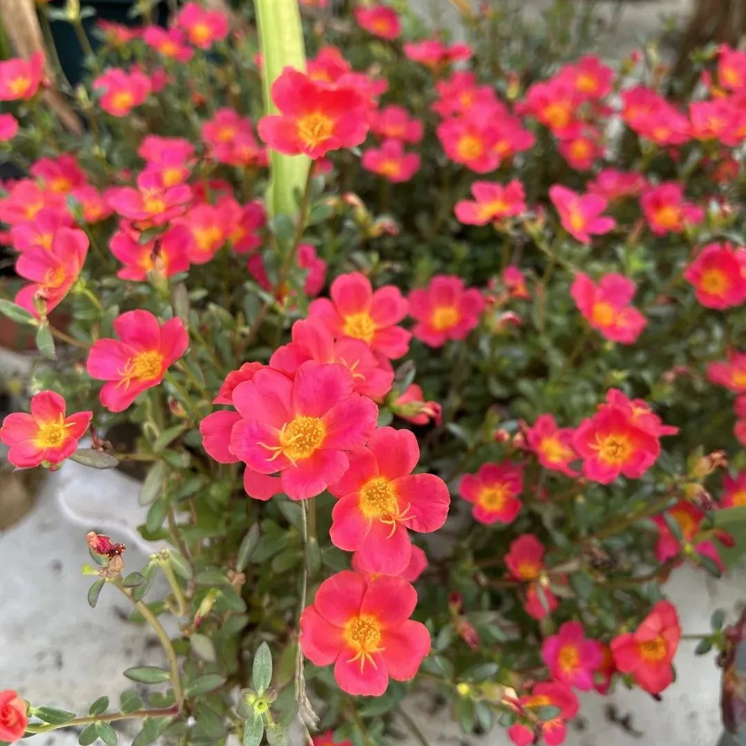 Single Moss Rose Seeds