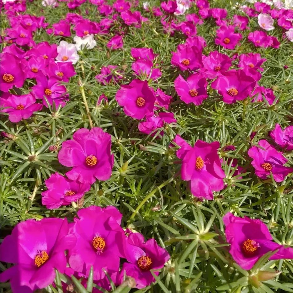 Single Moss Rose Seeds