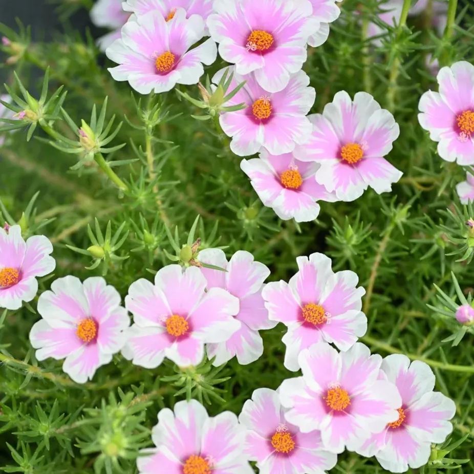 Single Moss Rose Seeds