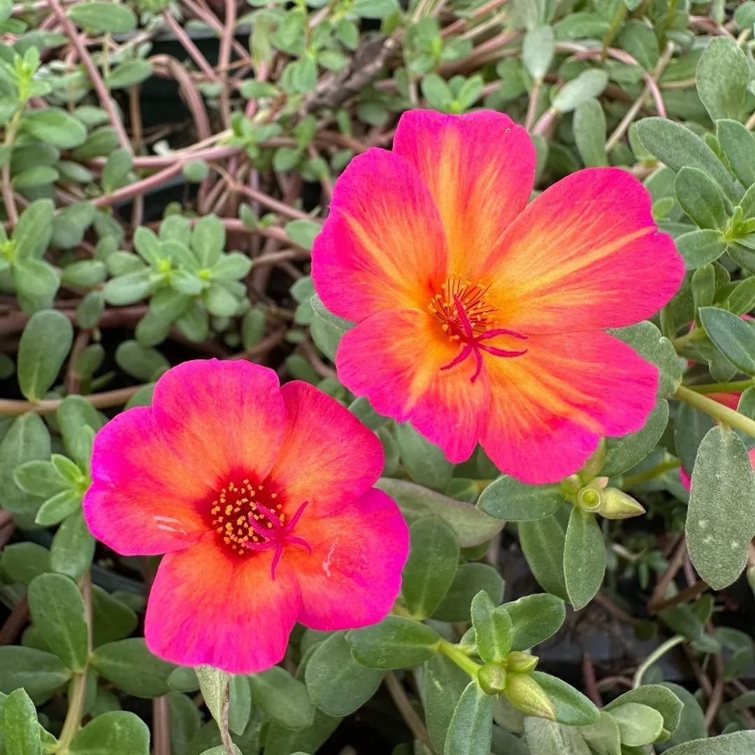 Single Moss Rose Seeds