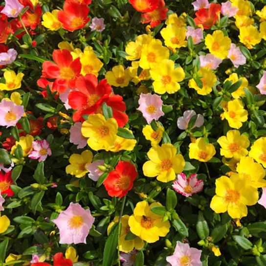 Single Moss Rose Seeds