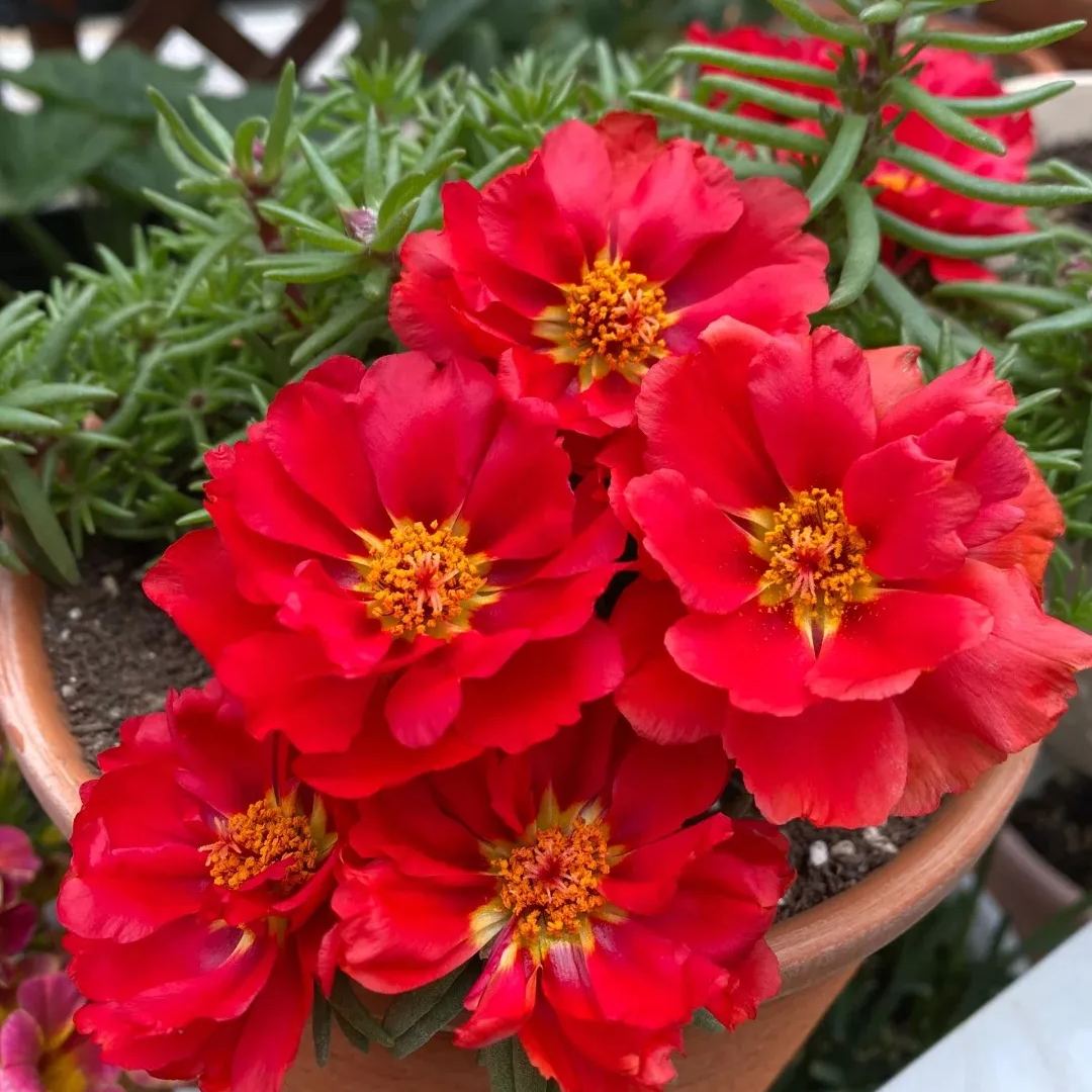 Outdoor  Single Moss Rose Seeds Mix