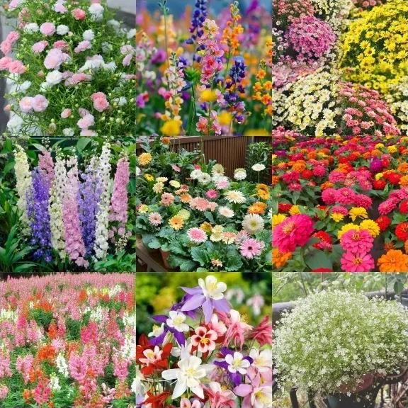 Four Seasons Flowering Mixed Flower Seeds- Year Round Blooms