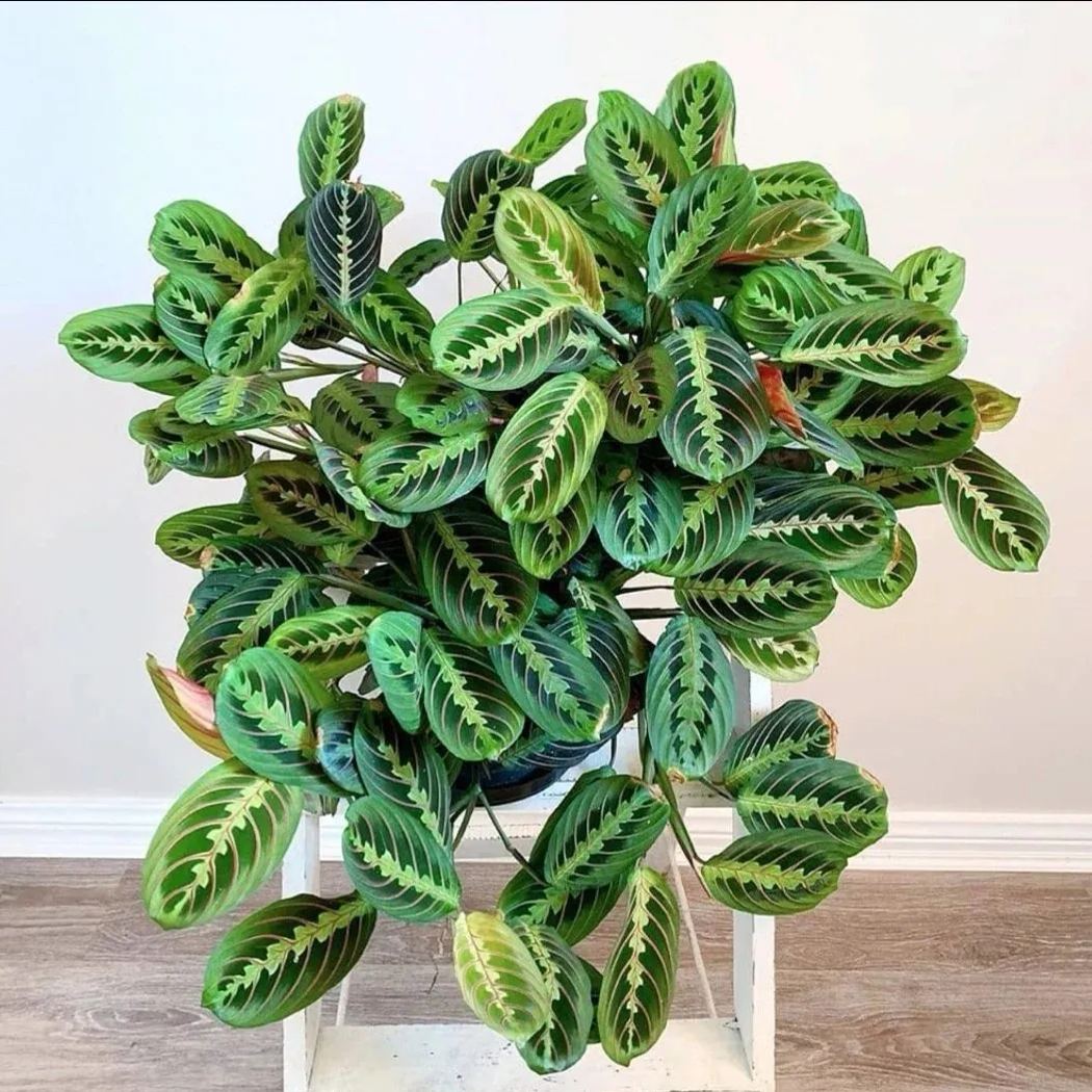 Bartolomeo Maranta Seeds，Prayer Plant Seeds