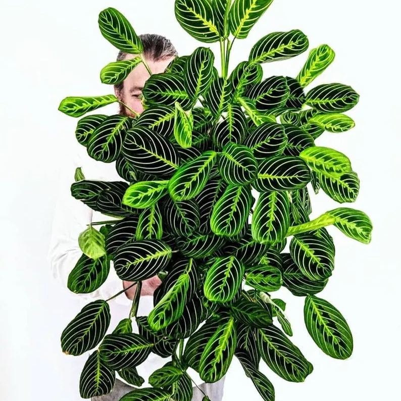 Bartolomeo Maranta Seeds，Prayer Plant Seeds