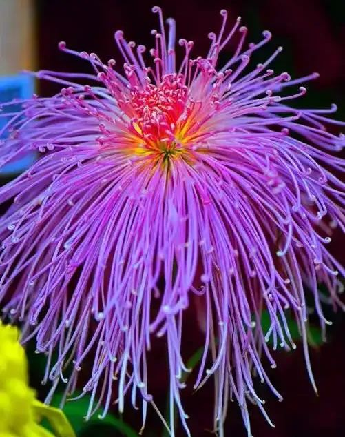 Beautiful Rare Golden Daisy🌻Easy