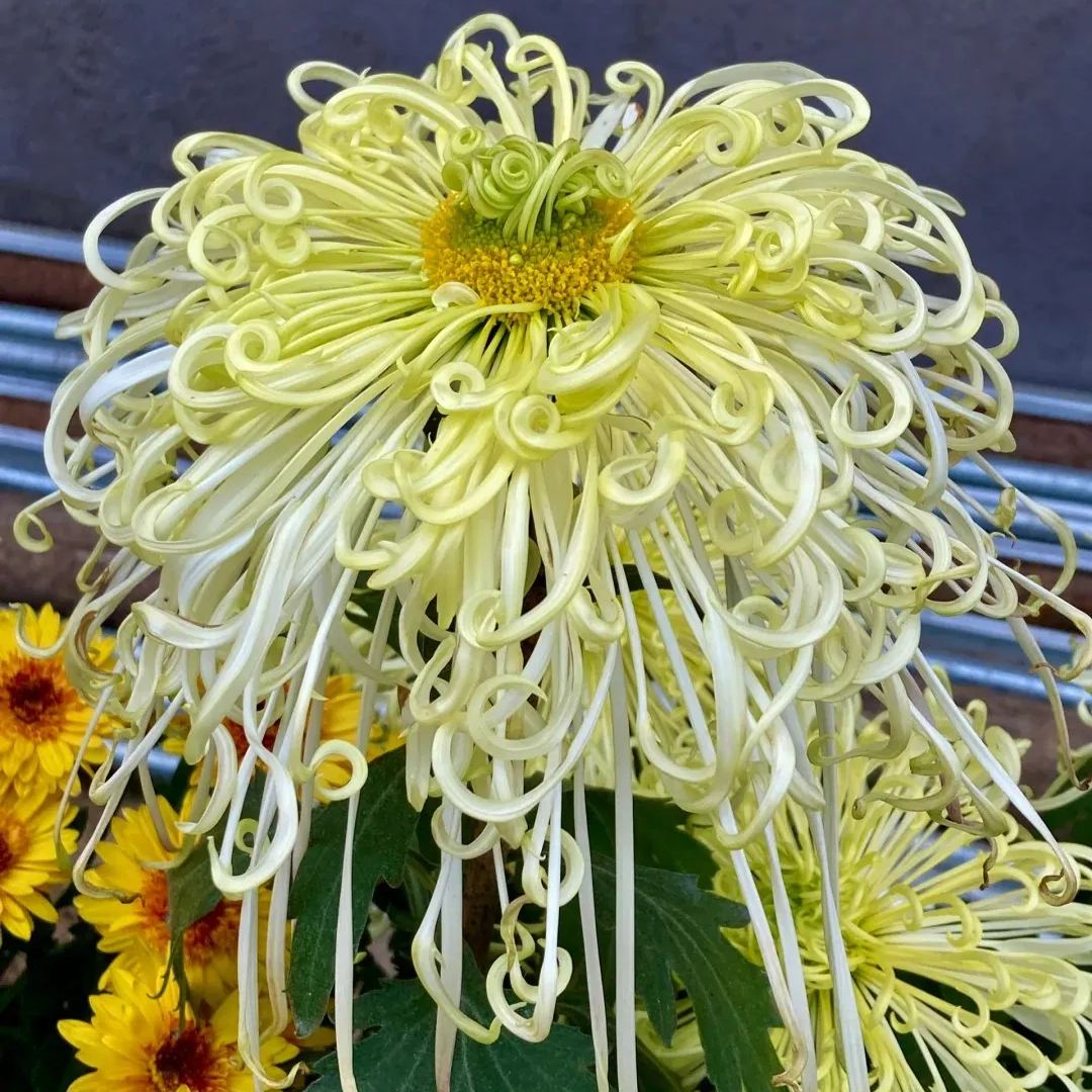 Beautiful Rare Golden Daisy🌻Easy