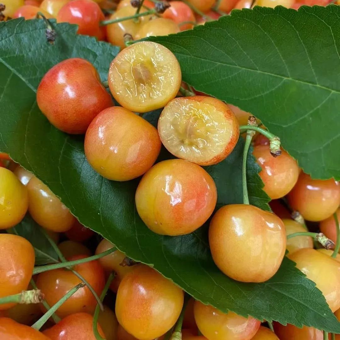 🍒High-Quailty Rainier Cherry Fruit Seeds - Can be Planted All Year Round