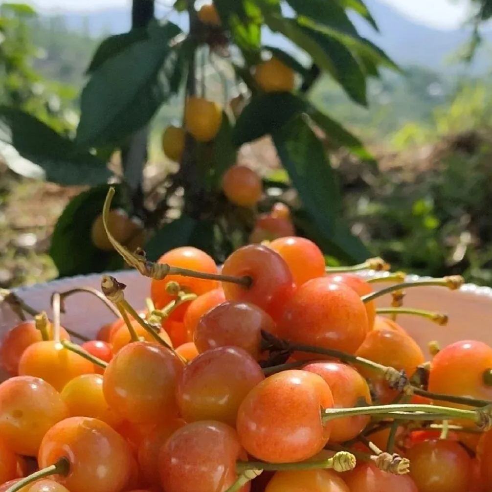 🍒High-Quailty Rainier Cherry Fruit Seeds - Can be Planted All Year Round