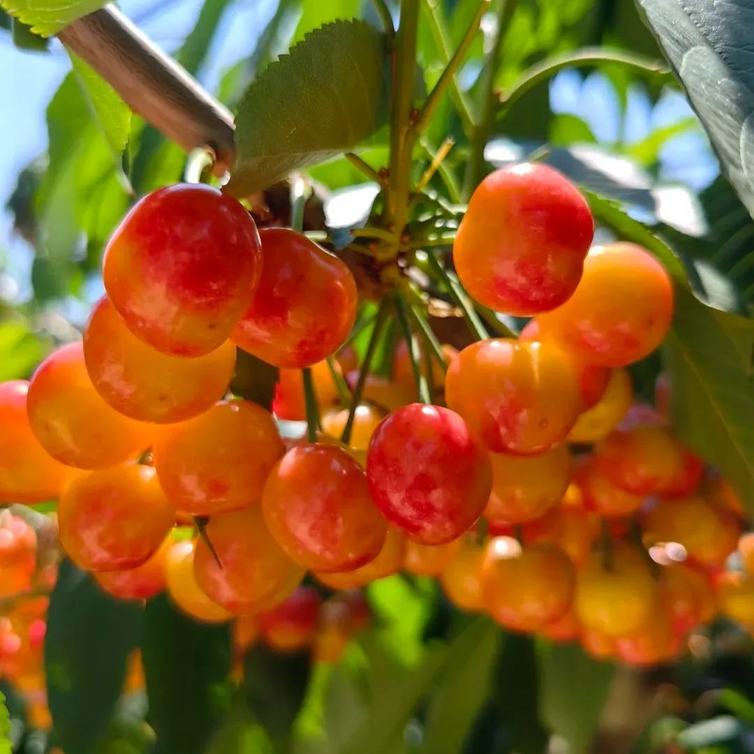 🍒High-Quailty Rainier Cherry Fruit Seeds - Can be Planted All Year Round