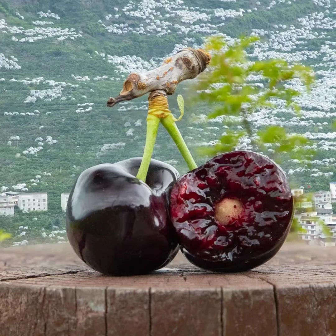 🍒High-Quailty Rainier Cherry Fruit Seeds - Can be Planted All Year Round