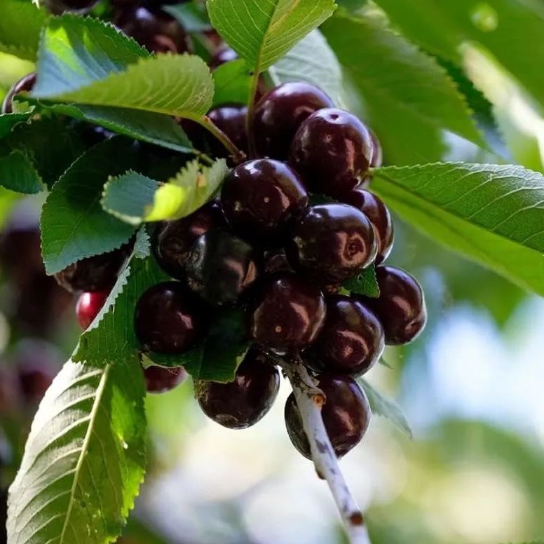 🍒High-Quailty Rainier Cherry Fruit Seeds - Can be Planted All Year Round