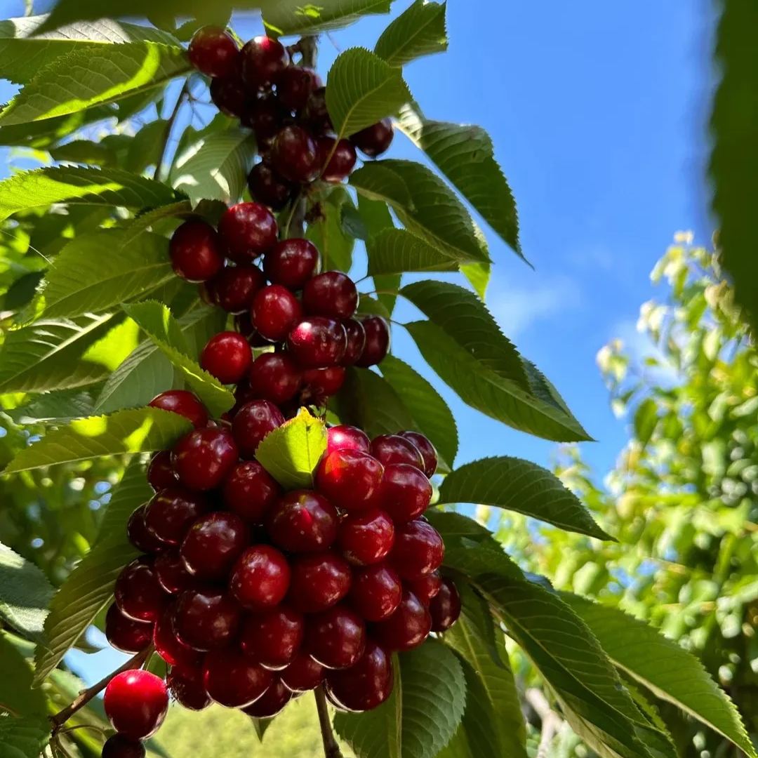 🍒High-Quailty Rainier Cherry Fruit Seeds - Can be Planted All Year Round