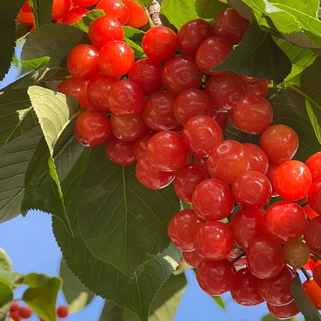 🍒High-Quailty Rainier Cherry Fruit Seeds - Can be Planted All Year Round