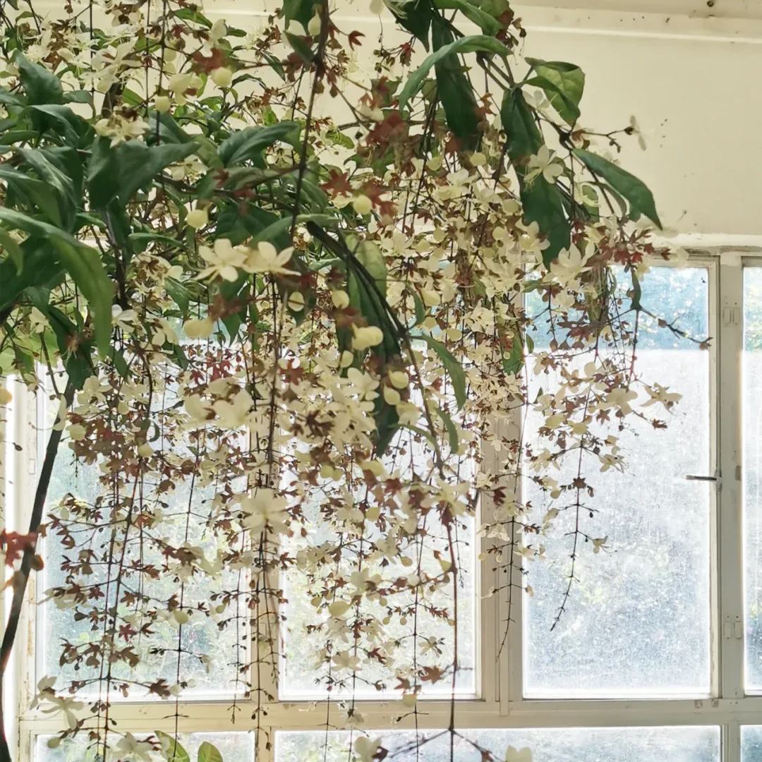 Trailing Jasmine Flower Seeds